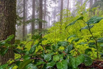 Fototapeta premium Dew drenched understory of an Old-growth Forest in the Oregon Coast Range, Marys Peak National Recreation Area, Oregon