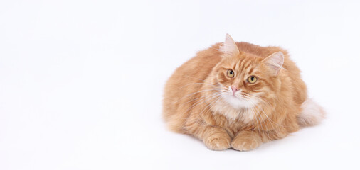 Fluffy ginger cat lying on white background. Studio shot of a long-haired domestic feline looking up with curious eyes. Clean minimal composition, perfect for pet-themed designs.