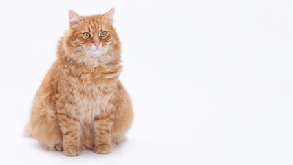Fluffy ginger cat sitting on white background, looking straight at camera. Studio shot with clean minimal style