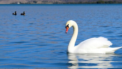Fototapeta premium Majestic Swan on a Serene Blue Lake