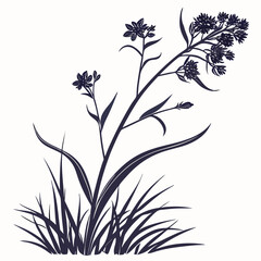 black and white virginia spiderwort