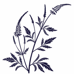 black and white vervain