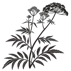 black and white  valerian