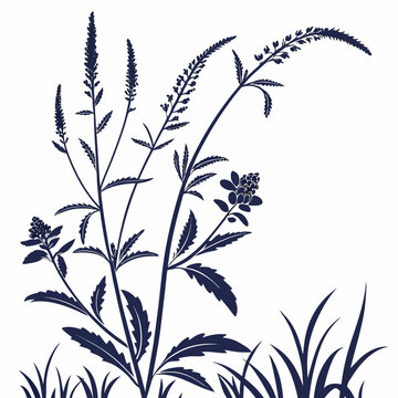 black and white vervain
