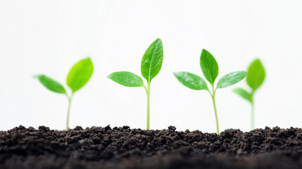 A young green plant sprouting from rich soil on a white background, symbolizing growth and new beginnings.
