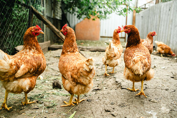 A group of chickens walks around a cozy backyard coop surrounded by greenery. The animals appear healthy and curious, enjoying their environment on a cloudy day.