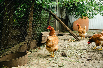 A group of chickens walks around a cozy backyard coop surrounded by greenery. The animals appear healthy and curious, enjoying their environment on a cloudy day.