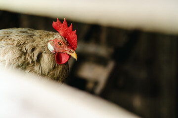 Close view of a rooster perched indoors showcasing its vibrant feathers and distinctive crest
