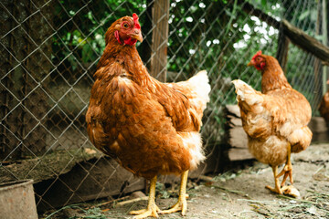 Two brown chickens explore a farmyard filled with greenery and wooden structures. The sun shines down, creating a lively atmosphere for the birds.