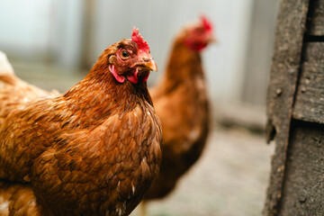 Two brown hens stroll through a farmyard, enjoying the warm afternoon sunlight. Their feathers...