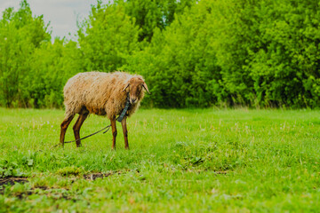 A sheep is grazing on fresh grass in a vibrant green meadow Surrounding trees add to the tranquil atmosphere on a sunny day in this serene landscape