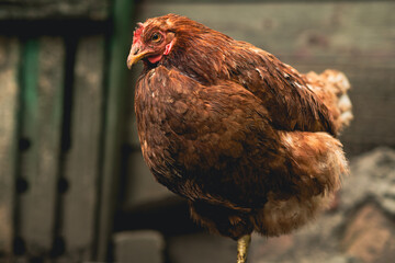 A brown hen stands confidently amidst rustic farm surroundings in the late afternoon light. The hen appears healthy and alert, showcasing its feathers and distinct features.