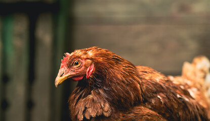 A brown hen stands confidently amidst rustic farm surroundings in the late afternoon light. The hen appears healthy and alert, showcasing its feathers and distinct features.
