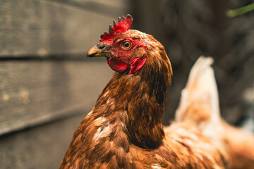 A brown hen stands confidently amidst rustic farm surroundings in the late afternoon light. The hen appears healthy and alert, showcasing its feathers and distinct features.