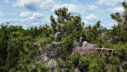 Fischreiher auf einer Kiefer
