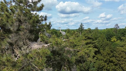 Fischreiher br&uuml;ten auf einer Kiefer