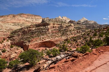 dramatic viewpoint of  cliffs, eroded red rocks, ferns nipple,  and a  downed tree trunk on a sunny...