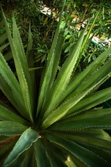 Sisal, planta originária da América Central, utilizada para fins comerciais.