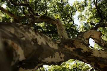 Troncos, galhos e folhas de &aacute;rvores altas nativas de floresta tropical. 