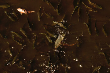 Peixes nadando em água barrenta. 