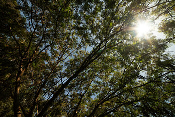 Galhos, folhas e troncos de &aacute;rvore centen&aacute;rias encontradas em Mata Atl&acirc;ntica Brasileira. 