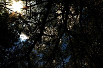 Obraz premium Galhos, folhas e troncos de árvore centenárias encontradas em Mata Atlântica Brasileira. 