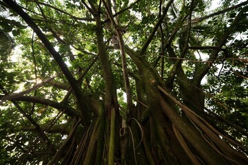 Obraz premium Árvores de trocos e galhos grossos e plantas nativas das florestas tropicais brasileiras. 