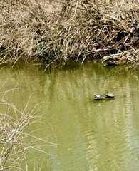 duck in the water