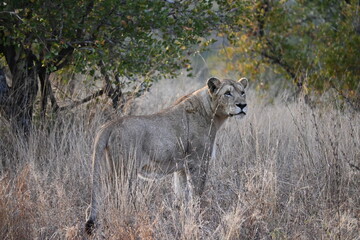 lioness in africa 