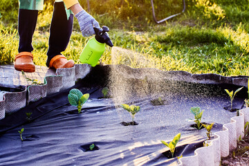 Handheld pressure sprayer is used by gardener in protective clothing to manually spray liquid on...