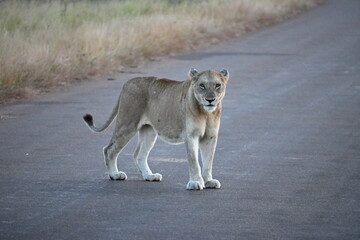 lioness in africa 