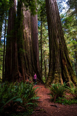 redwood giants