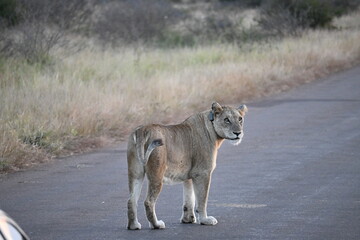 lioness in africa 