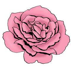 Soft Pink Rose Illustration – Romantic Floral Clipart for Weddings, Cards & Feminine Designs