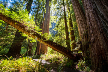 redwood forest