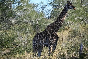 giraffe in africa 