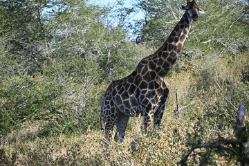 giraffe in africa 