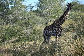 giraffe in the wild