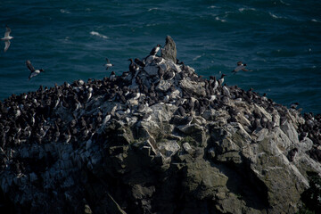 seagulls on the rocks in wales UK