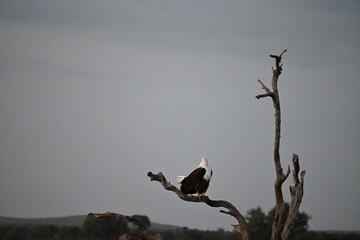 eagle in tree in africa 