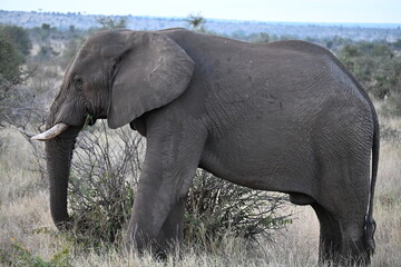 Obraz premium elephant in africa 