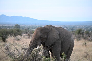 Obraz premium elephant in africa 