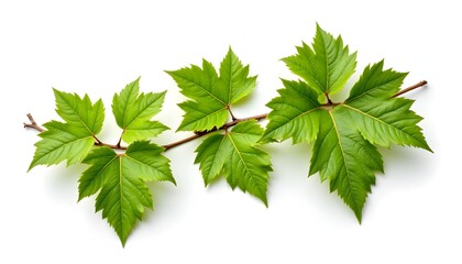 Close-Up of Wild Grape Leaves on a White Background