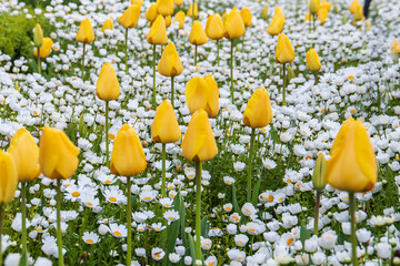 Lush garden with yellow Tulips