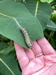Monarch Caterpillar on Common Milkweed Leaf