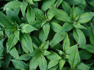 Close-up of vibrant green leaves.