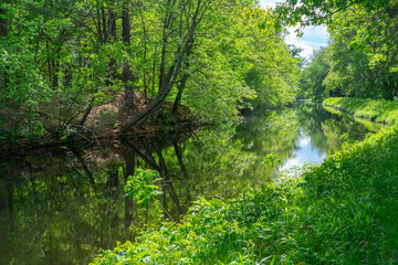 spring river bank in forest