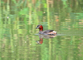 little grebe in the lake