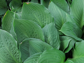 Close-up of vibrant green leaves.