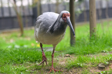 トキ